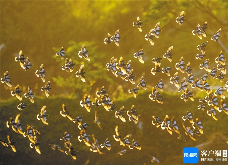 冬季来海南看“精灵”啦！这些地方可观测→