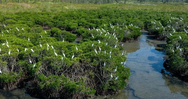 冬季来海南看“精灵”啦！这些地方可观测→