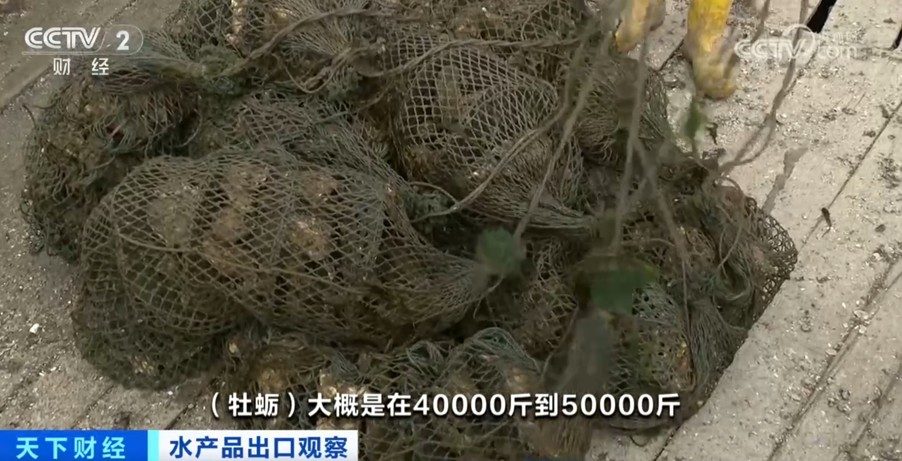 河鲀、牡蛎、虹鳟鱼产销“火热” 我国水产品出口数量同比实现两位数增长