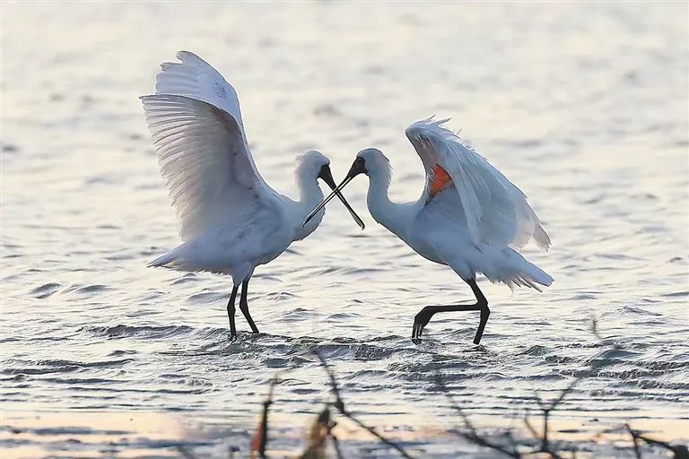 冬季来海南看“精灵”啦！这些地方可观测→