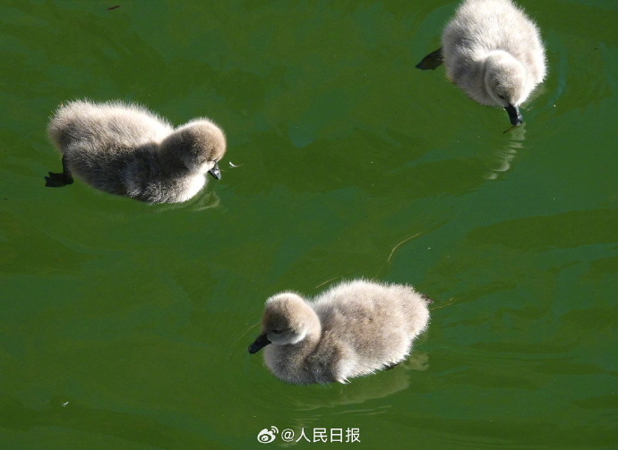 可可爱爱！被颐和园的黑天鹅幼崽萌化了
