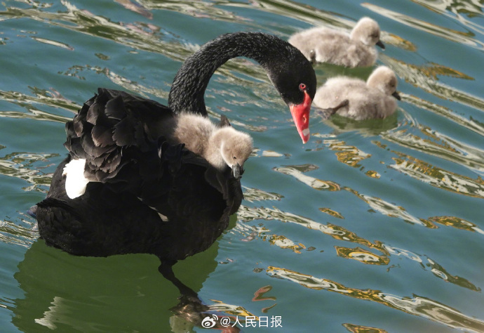 可可爱爱！被颐和园的黑天鹅幼崽萌化了