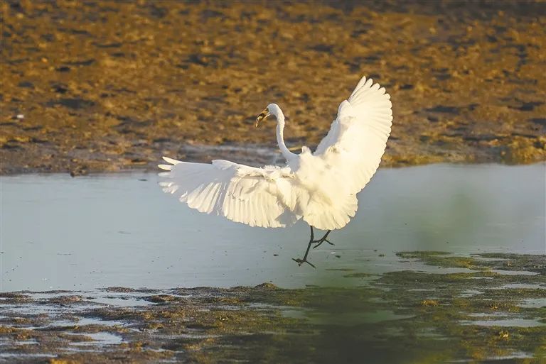 冬季来海南看“精灵”啦！这些地方可观测→