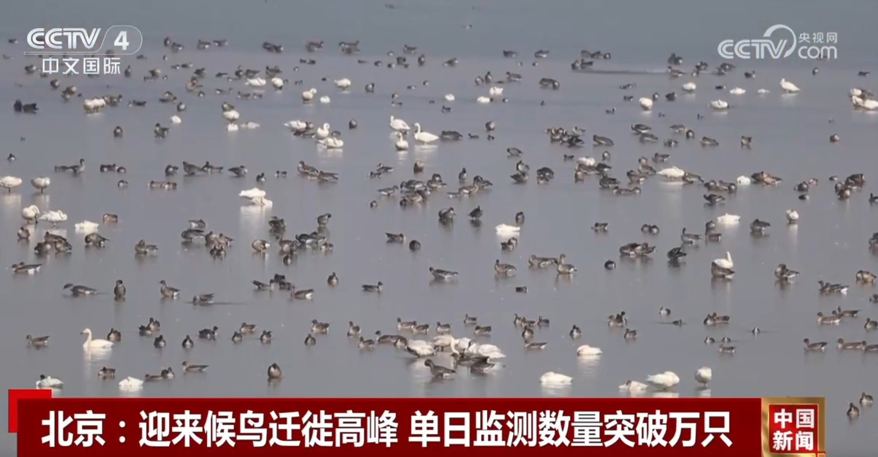 大批迁徙候鸟聚集奏响绿色发展“交响乐” 美丽中国生态画卷不断铺展