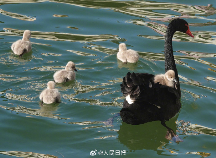 可可爱爱！被颐和园的黑天鹅幼崽萌化了