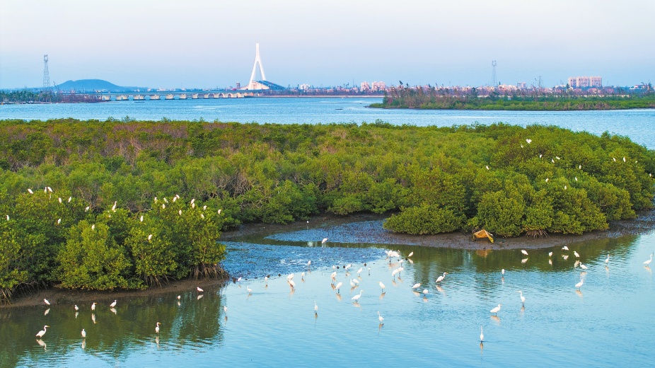 冬季来海南看“精灵”啦！这些地方可观测→