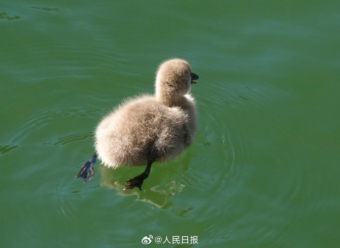 可可爱爱！被颐和园的黑天鹅幼崽萌化了