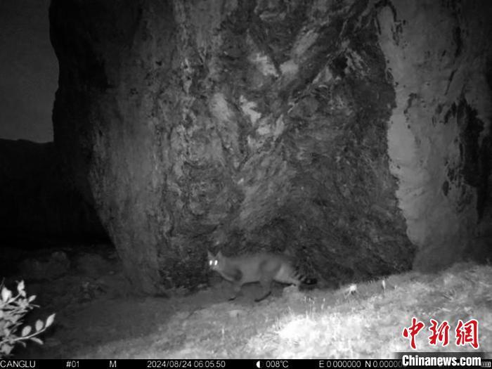 九寨沟国家级自然保护区首次发现国家一级保护动物——荒漠猫