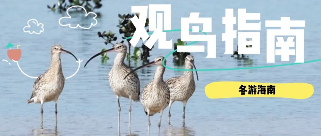 冬季来海南看“精灵”啦！这些地方可观测→