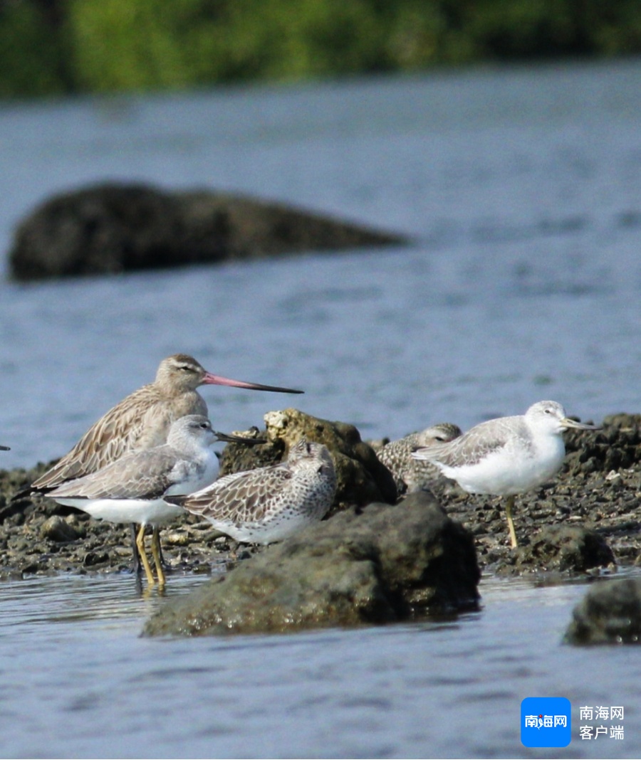 冬季来海南看“精灵”啦！这些地方可观测→
