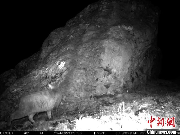 九寨沟国家级自然保护区首次发现国家一级保护动物——荒漠猫