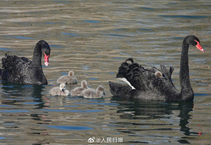 可可爱爱！被颐和园的黑天鹅幼崽萌化了
