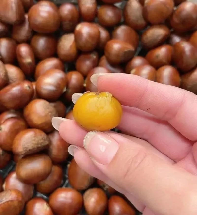 【健康资讯】关于板栗的消费提醒 【健康资讯】关于板栗的消费提醒