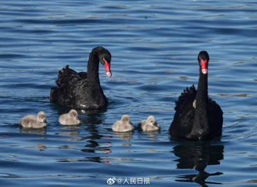 可可爱爱！被颐和园的黑天鹅幼崽萌化了