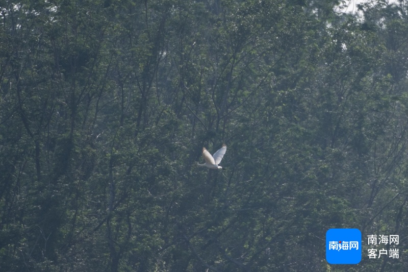 冬季来海南看“精灵”啦！这些地方可观测→