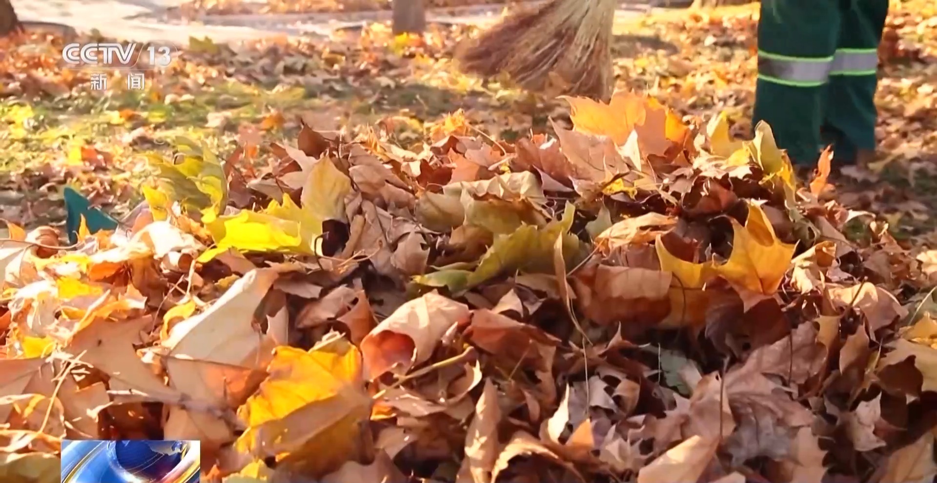 飘落的树叶都去哪儿了？其实它们有大用处