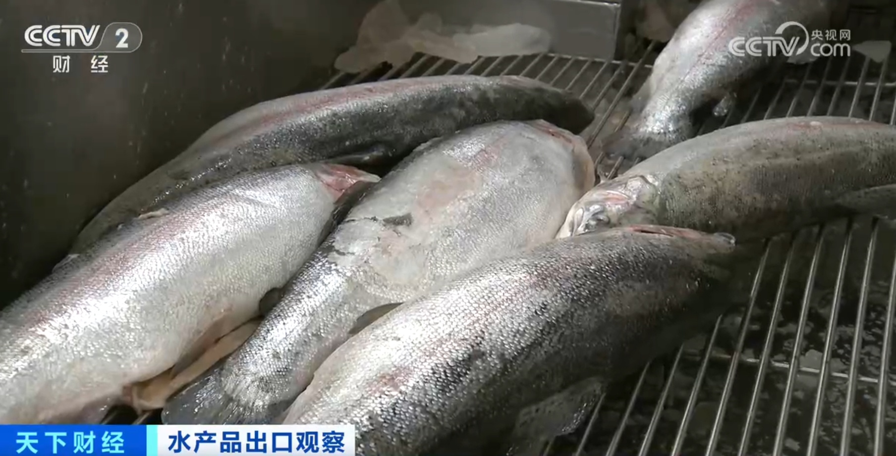 河鲀、牡蛎、虹鳟鱼产销“火热” 我国水产品出口数量同比实现两位数增长