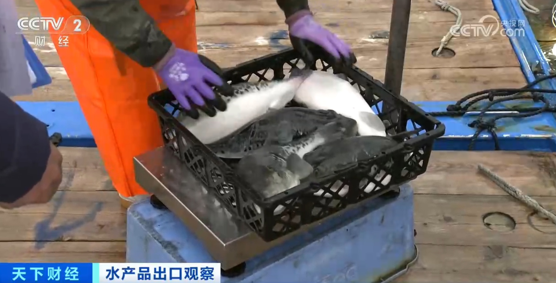 河鲀、牡蛎、虹鳟鱼产销“火热” 我国水产品出口数量同比实现两位数增长