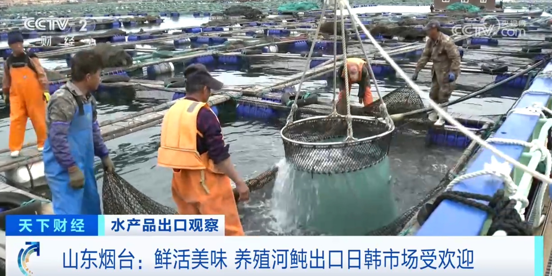 河鲀、牡蛎、虹鳟鱼产销“火热” 我国水产品出口数量同比实现两位数增长