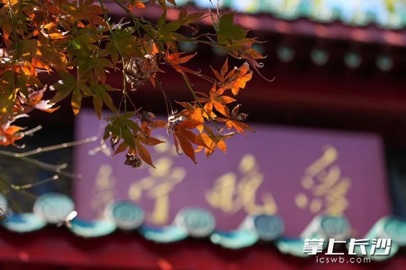 全网急了，到底红没红？