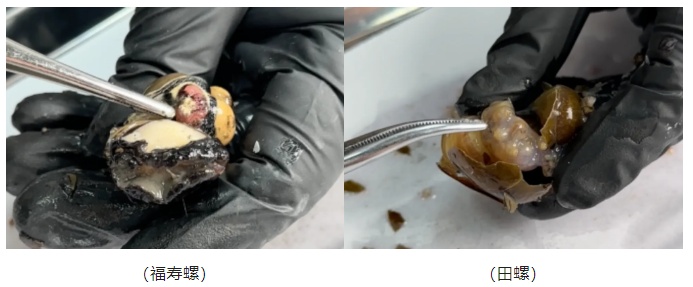 一口6000条寄生虫！别碰！别吃！