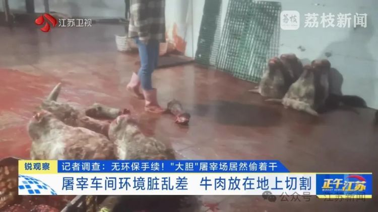 牛肉放地上切割,血水洒落一地……屠宰场无证居然偷着干,现场不堪入目! 牛肉放地上切割,血水洒落一地……屠宰场无证居然偷着干,现场不堪入目!