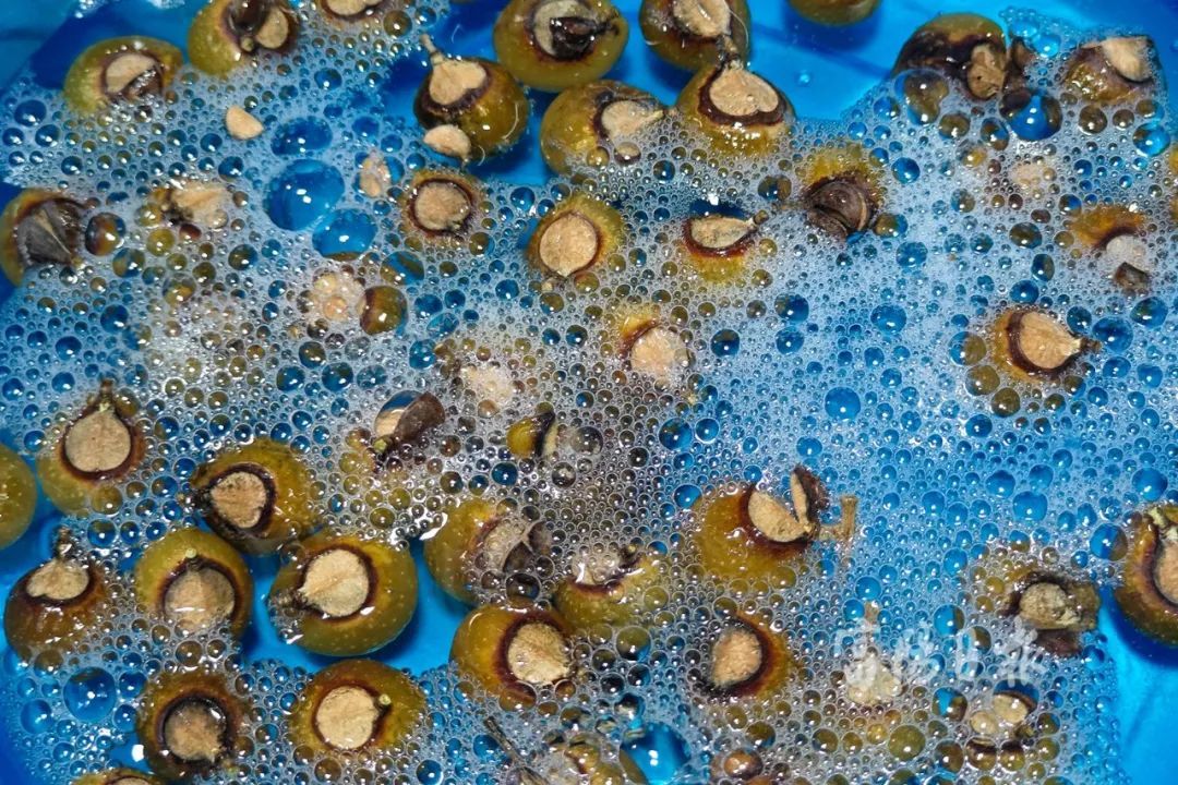 不能吃!不能吃!杭州街头大量出现,很多人在捡... 不能吃!不能吃!杭州街头大量出现,很多人在捡...