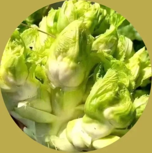 它是天然的“败火菜”，冬天吃一吃，清火气、养肠胃，很多人不知道