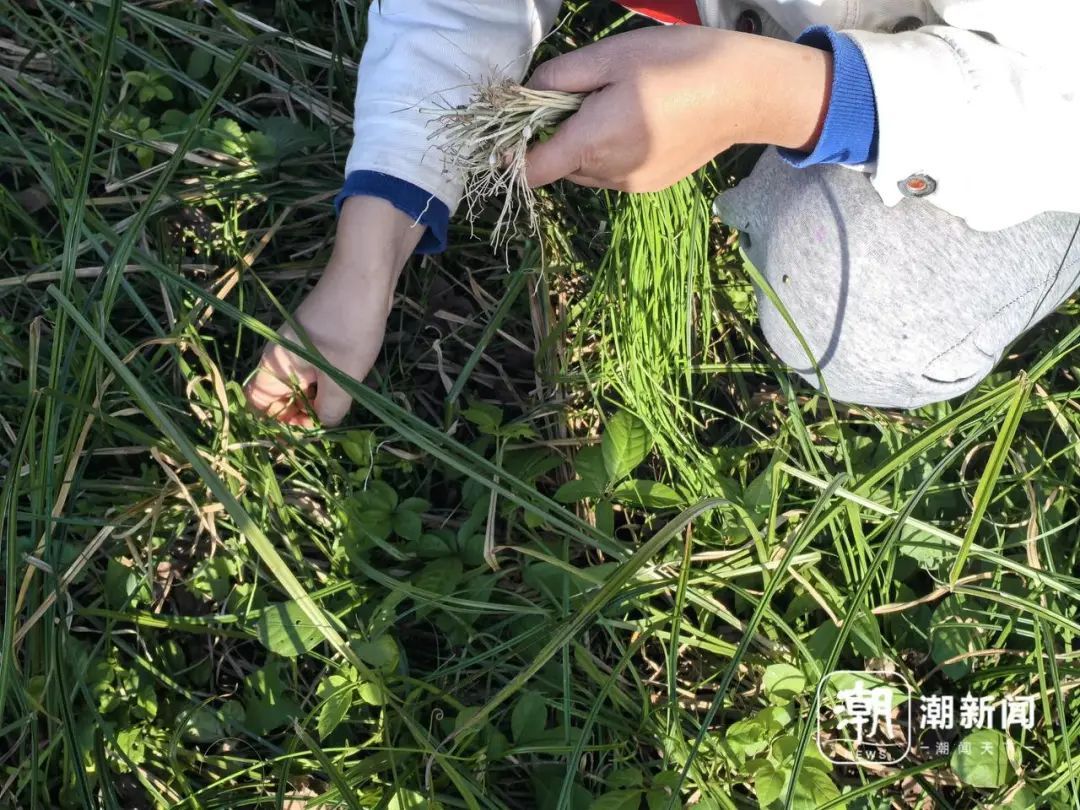 “挖不完!根本挖不完!”杭州很多人组团出动:闻着味就来了 “挖不完!根本挖不完!”杭州很多人组团出动:闻着味就来了