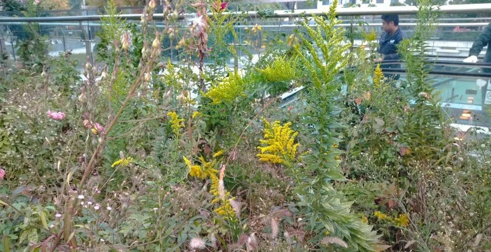 常州出现“恶魔之花”!发现请上报 常州出现“恶魔之花”!发现请上报