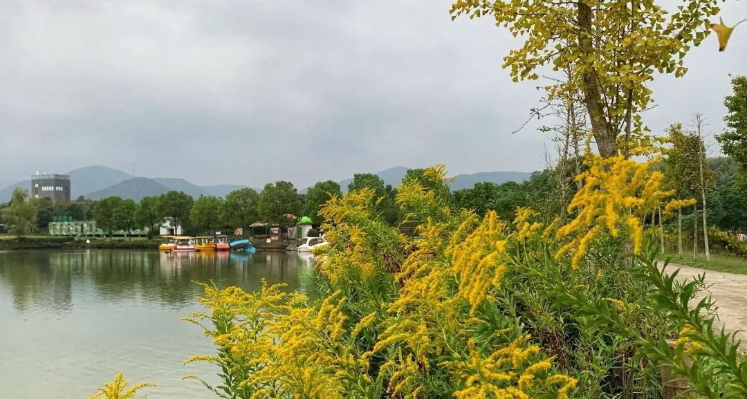 常州出现“恶魔之花”!发现请上报 常州出现“恶魔之花”!发现请上报