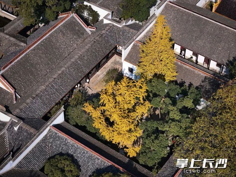 全网急了，到底红没红？