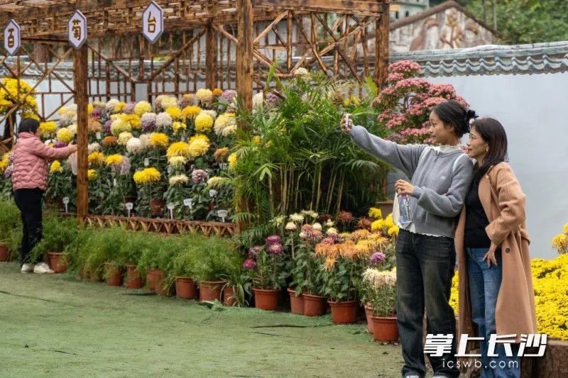 全网急了，到底红没红？