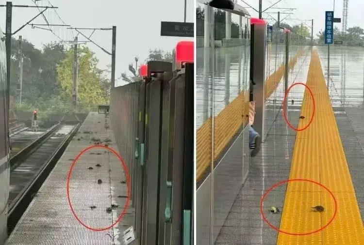 青城山高铁站站台现数十只鸟儿尸体？多方回应