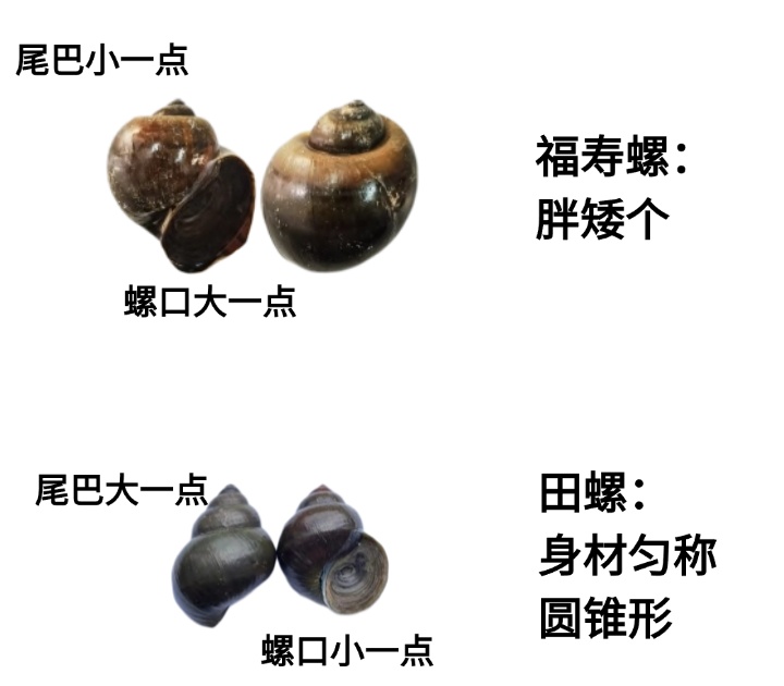 一口6000条寄生虫！别碰！别吃！