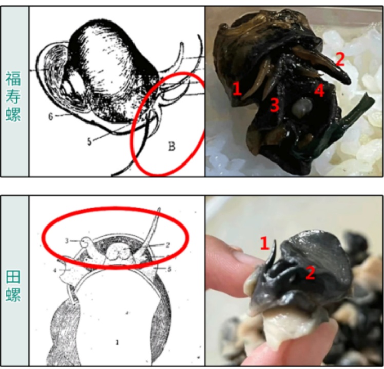 一口6000条寄生虫！别碰！别吃！