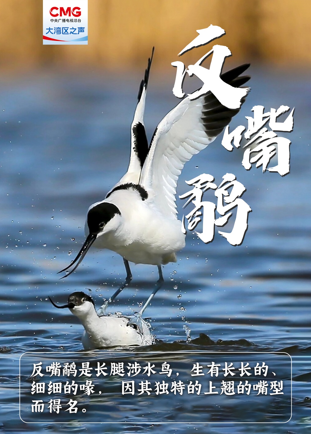 重量级“冬日嘉宾”已抵达东莞