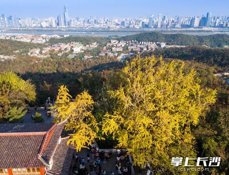 全网急了，到底红没红？