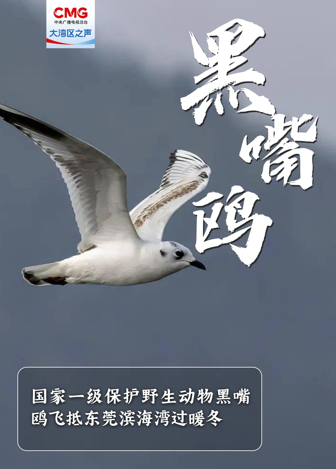 重量级“冬日嘉宾”已抵达东莞