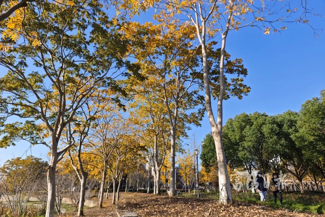 不能吃!不能吃!杭州街头大量出现,很多人在捡... 不能吃!不能吃!杭州街头大量出现,很多人在捡...