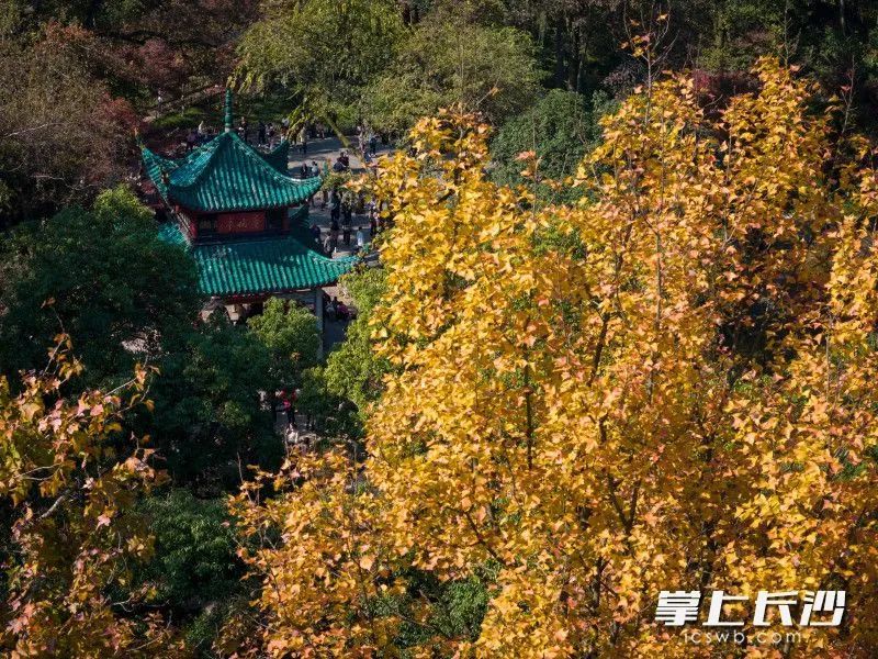 全网急了，到底红没红？