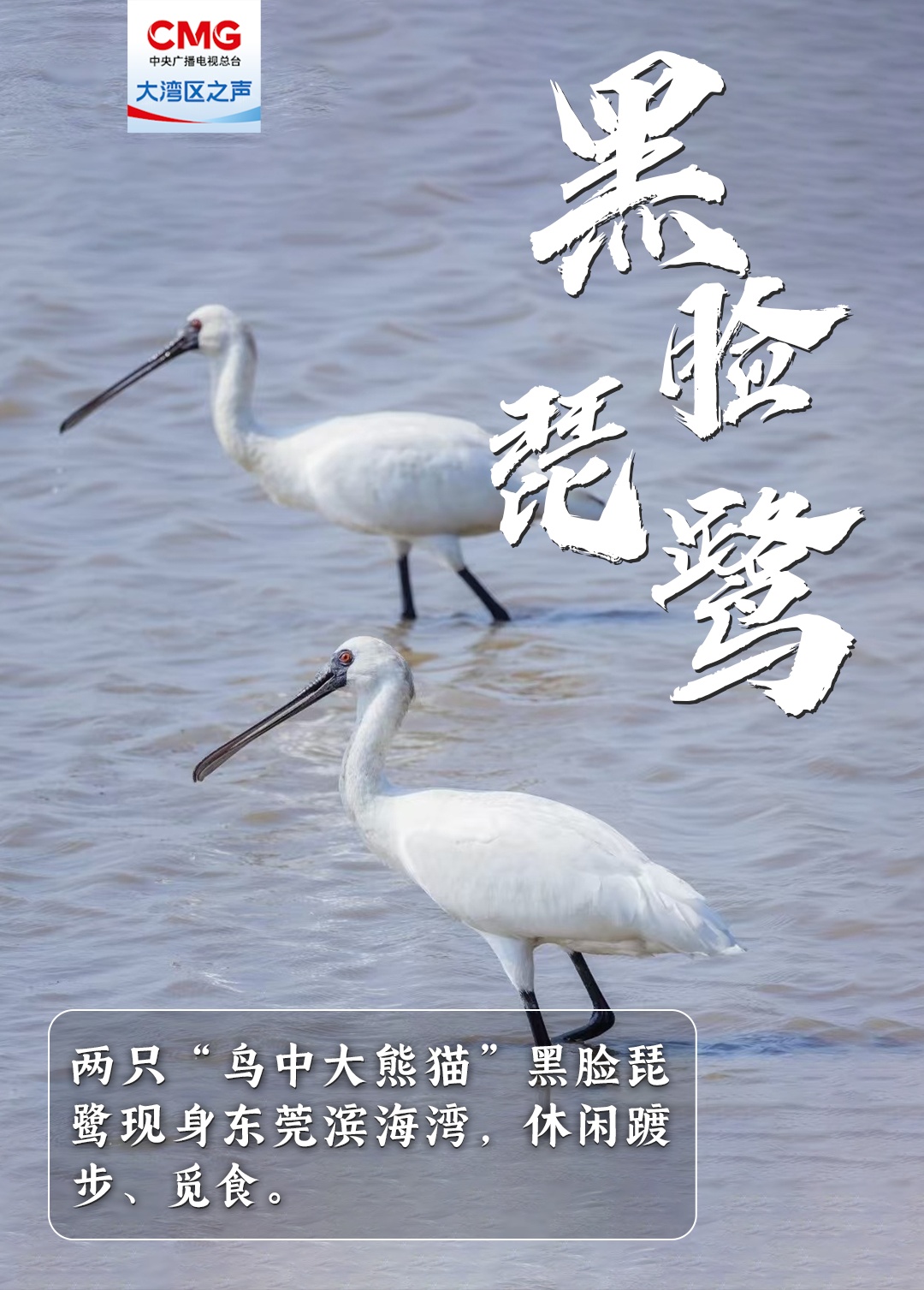 重量级“冬日嘉宾”已抵达东莞