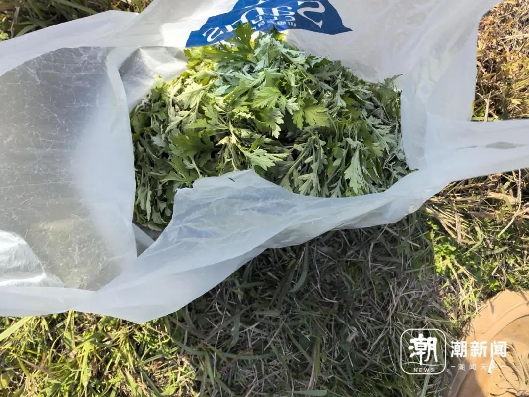 “挖不完!根本挖不完!”杭州很多人组团出动:闻着味就来了 “挖不完!根本挖不完!”杭州很多人组团出动:闻着味就来了