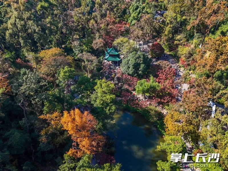 全网急了，到底红没红？