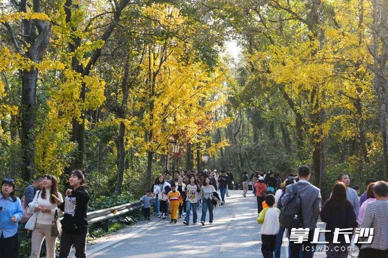 全网急了，到底红没红？