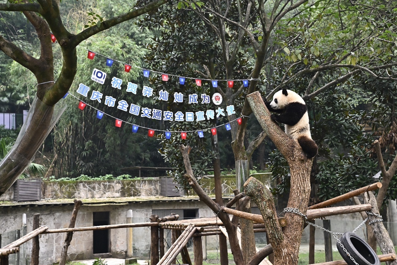 大熊猫“莽灿灿”上任重庆交通安全宣传大使 大熊猫“莽灿灿”上任重庆交通安全宣传大使