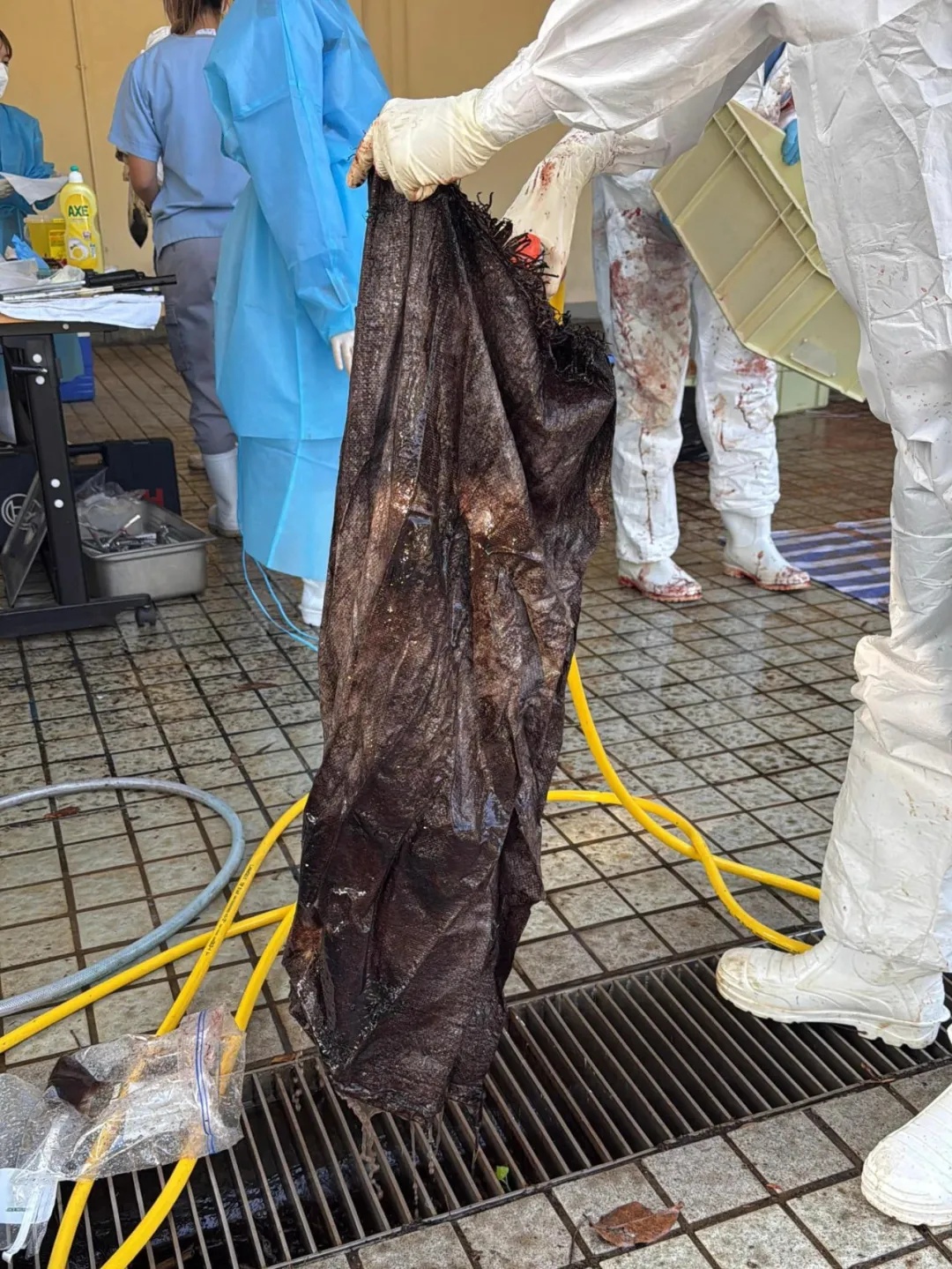 香港大澳发现一条鲸鱼搁浅，抢救无效死亡