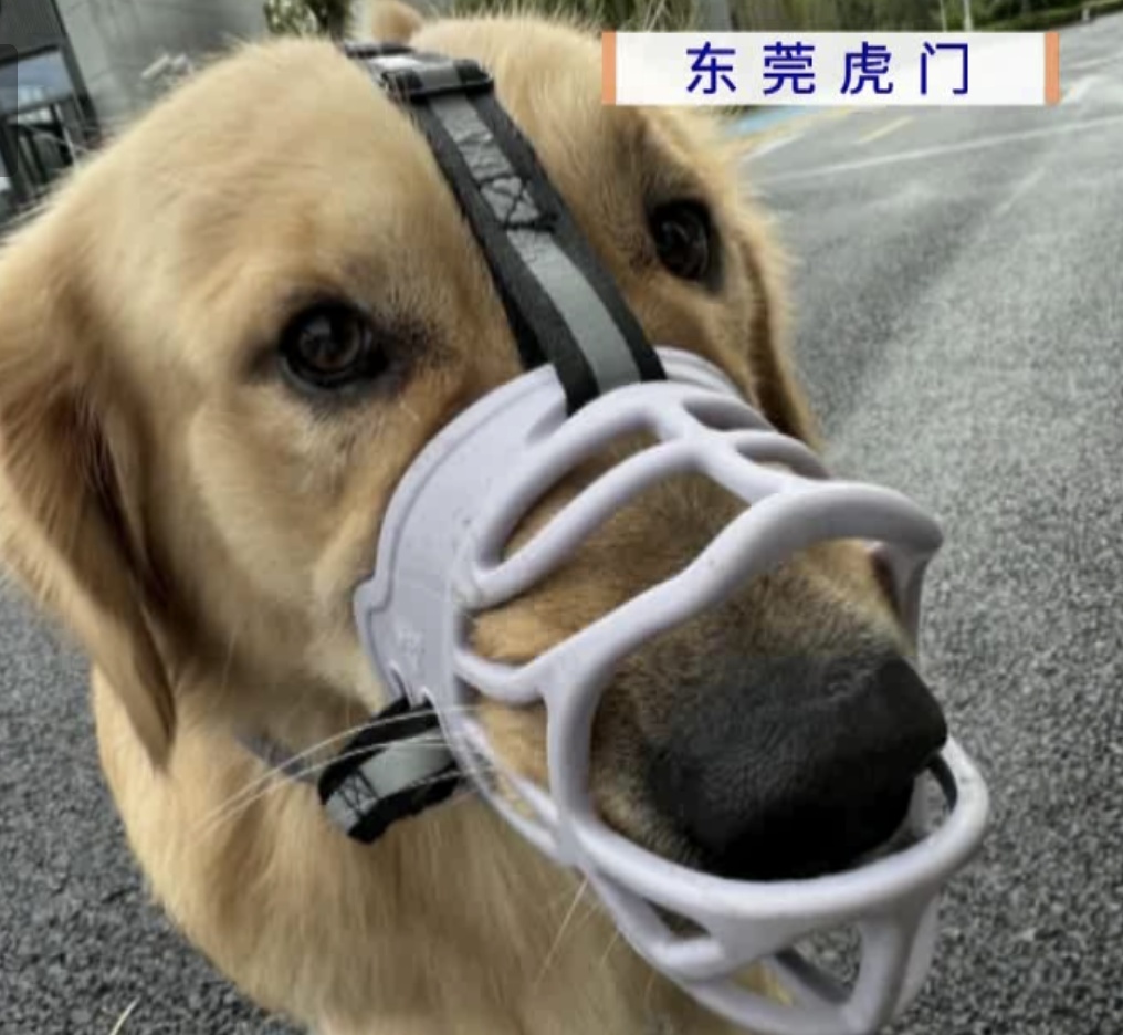 又有宠物狗散步后突然死亡?主人怀疑遭投毒 又有宠物狗散步后突然死亡?主人怀疑遭投毒