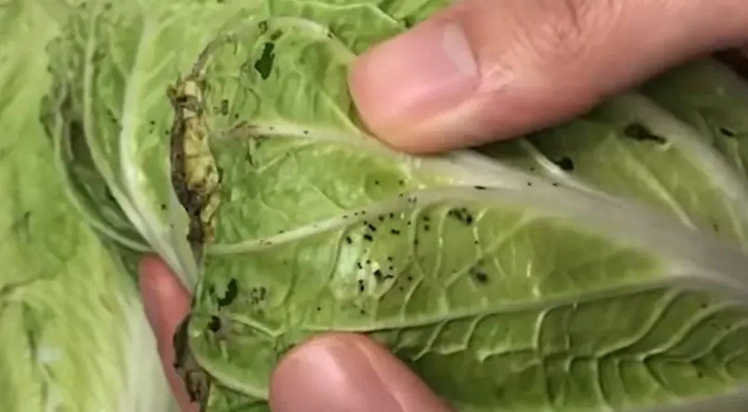 长了小黑点的大白菜，还能吃吗？