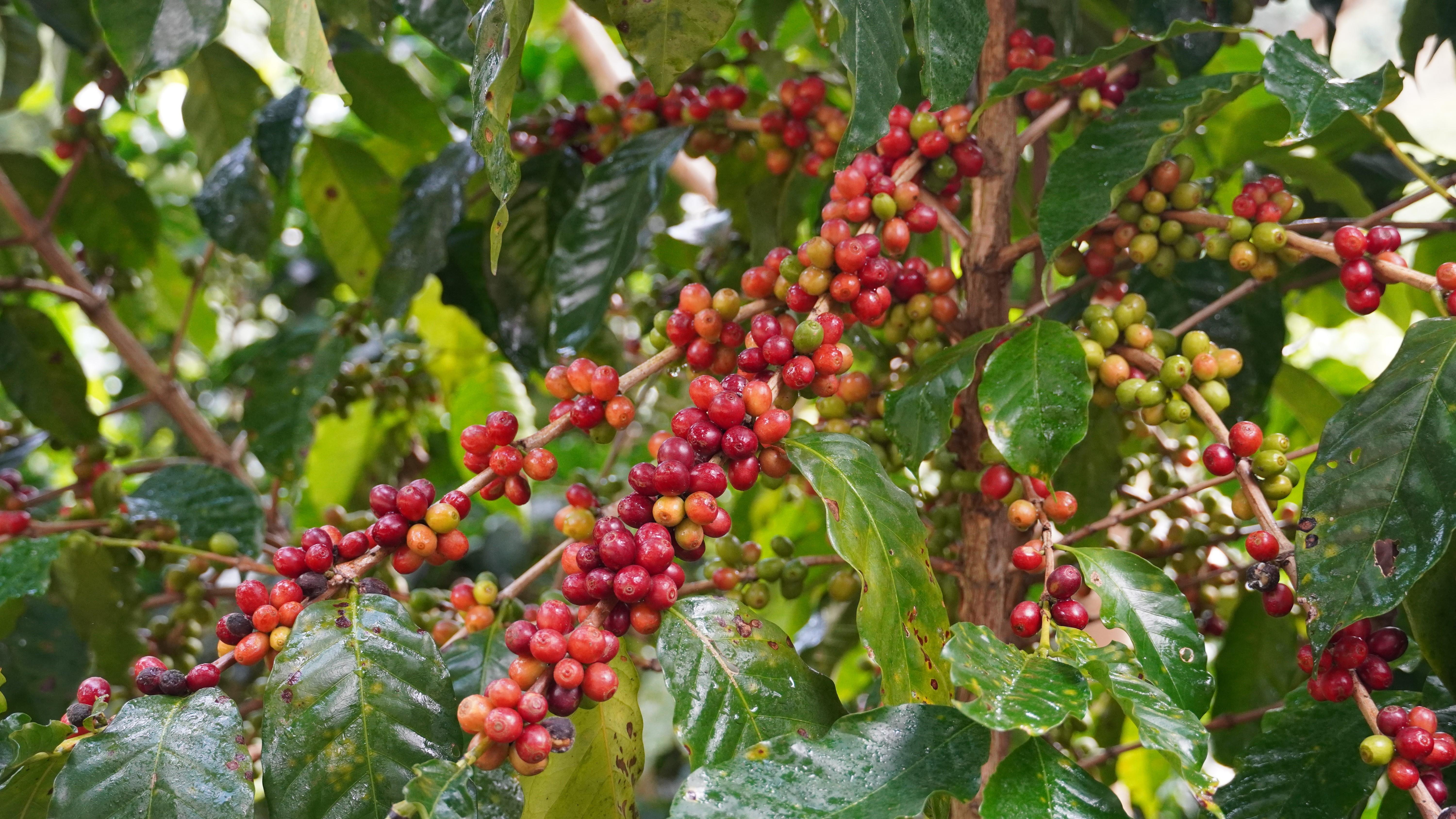 普洱思茅23.15万亩咖啡进入采摘季